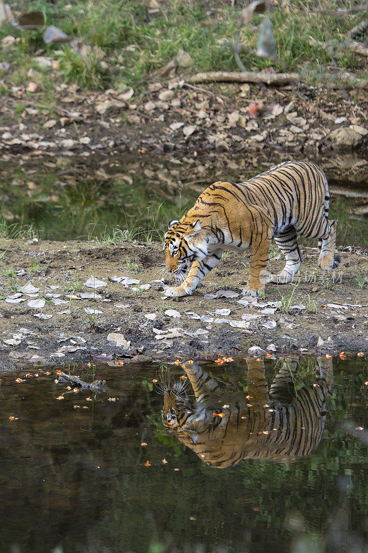 ranthambore国家公园的孟加拉虎(Panthera tigris tigris)